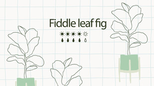 简约风琴叶榕植物插画