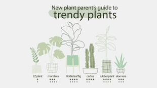 时尚植物指南海报展示