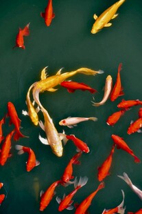 池塘中游动的多彩锦鲤