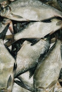 一堆鲜鱼