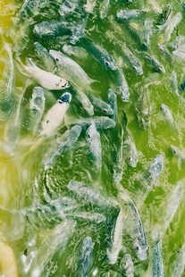 水中群鱼游动景象