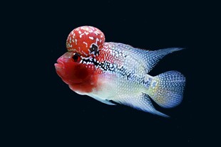 红顶观赏鱼特写