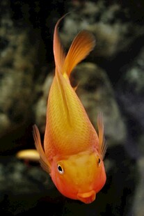 橙红色观赏鱼特写