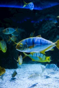 多彩海鱼在水中畅游