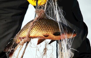 渔夫捕获大鱼于渔网中