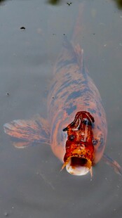 水中红锦鲤特写