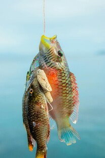 钓获的彩色鱼儿