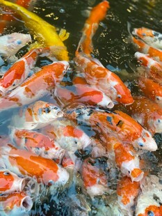 池塘中群聚的多彩锦鲤