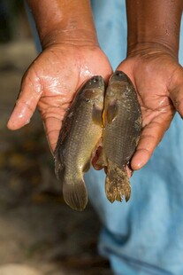 手中的青蛙与幼蛙