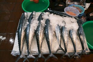 冰鲜海鱼整齐摆放售卖