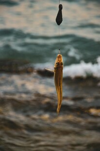 海边垂钓收获的鲜活鱼儿