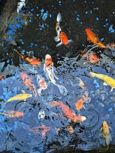 池塘中游动的多彩锦鲤