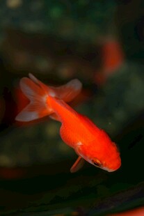 水中游弋的艳丽小金鱼