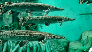 水中的尖嘴鳄群