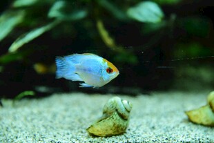 蓝色小鱼在沙石间游动