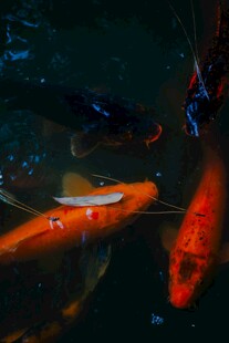 水中畅游的多彩锦鲤鱼