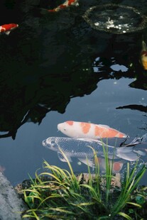 池塘锦鲤
