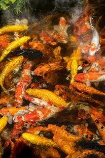 池塘中色彩斑斓的锦鲤鱼群