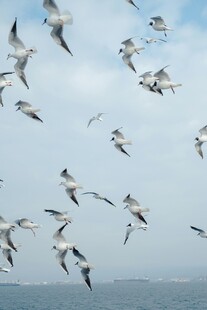 天空中飞翔的成群海鸥