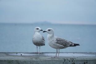 海边双鸥