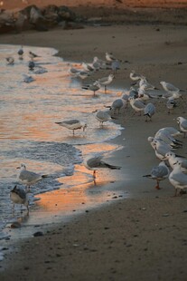 夕阳下海滩上的觅食海鸥