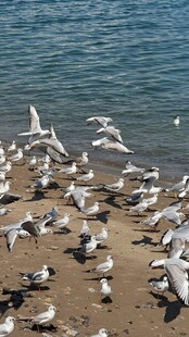 海滩上群集的飞翔海鸥
