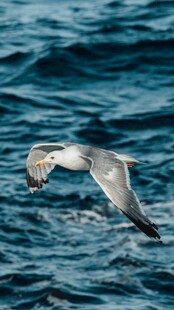 海鸥于海面展翅飞翔
