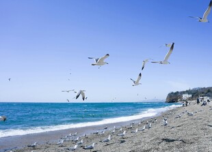 海边沙滩上飞翔的群鸟