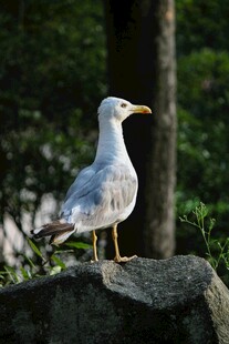 岩石上的海鸥