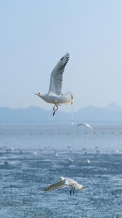 海面上飞翔的灵动海鸥