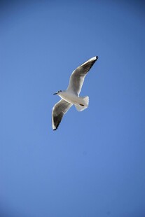 蓝天中翱翔的海鸥