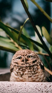 可爱穴居猫头鹰特写