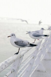 三只海鸥立在栏杆上