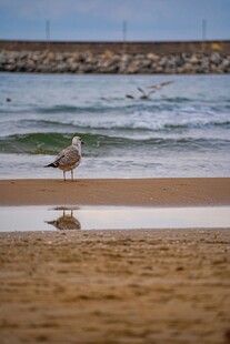 海滩上的海鸥