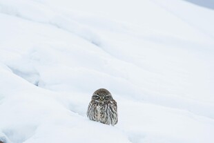 雪地中的孤独小鸟
