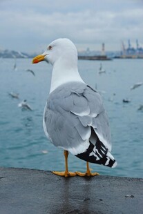 海边单只海鸥独立景致