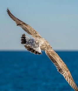 海鸥翱翔于蔚蓝海面