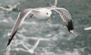 翱翔的海鸥