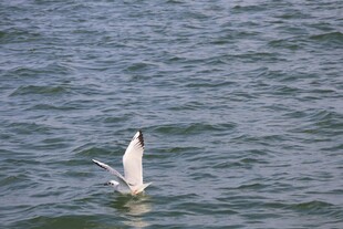 海鸥水中展翅