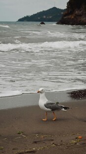 海滩上的两只海鸥