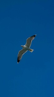 蓝天中翱翔的海鸥