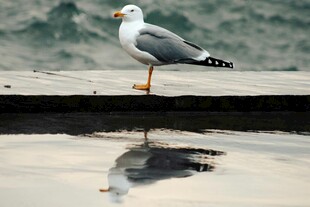 海鸥立于水边倒影处