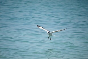 海鸥于海面展翅飞翔