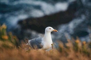 海边草地的孤独海鸥