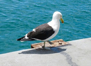 海边石上站立的黑白海鸥