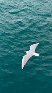 海面上飞翔的白色海鸥