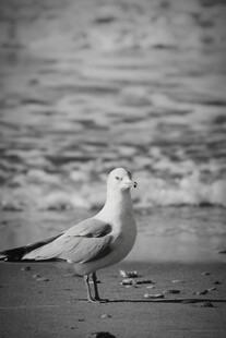海边单只海鸥的静谧瞬间