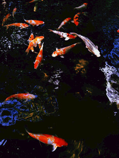 池塘中游动的多彩锦鲤