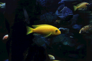 黄色小鱼在水中游动