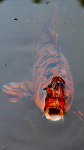 水中艳丽锦鲤特写